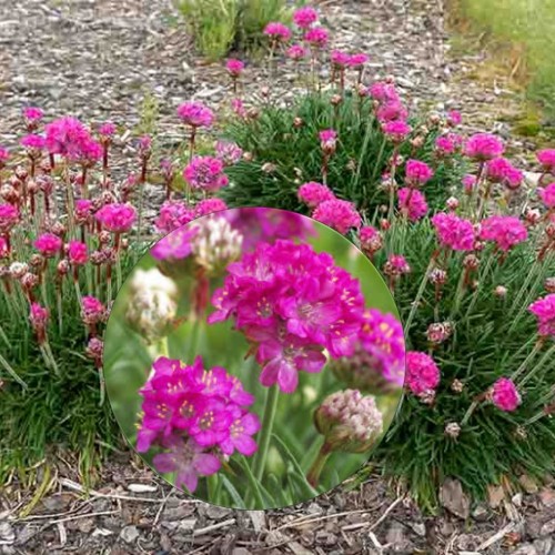 Armeria maritima - Harilik merikann